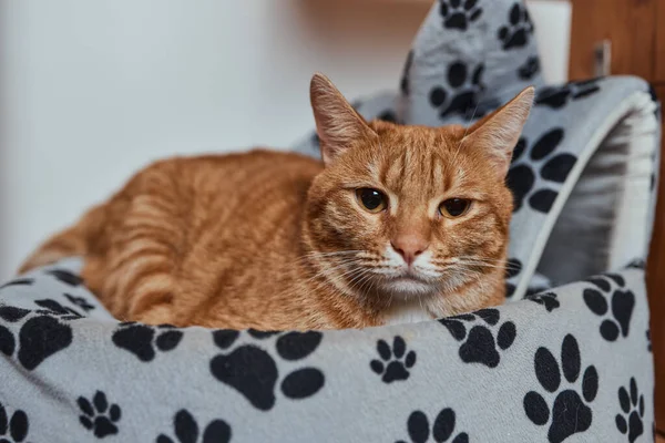 Kedilerin evindeki beyaz ve gri kedi sağa bakıyor..