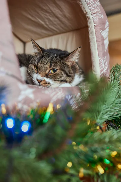 Vánoční kočka. Portrét pruhované kotě s vánoční světla girland na slavnostním červeném pozadí. — Stock fotografie