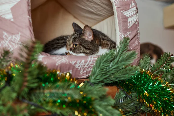 Gato de Natal. Gatinho listrado retrato com luzes de Natal guirlanda no fundo vermelho festivo. — Fotografia de Stock