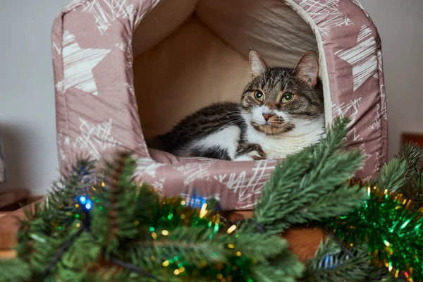 Karácsonyi macska. Portré csíkos cica karácsonyi fények koszorú ünnepi piros háttér. — Stock Fotó