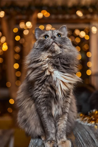 크리스마스 고양이. 축제의 붉은 배경에 크리스마스 빛 복장을 한 고양이의 모습. — 스톡 사진