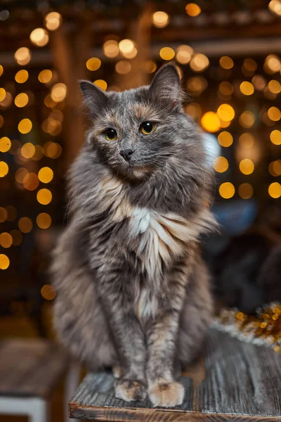 크리스마스 고양이. 축제의 붉은 배경에 크리스마스 빛 복장을 한 고양이의 모습. — 스톡 사진