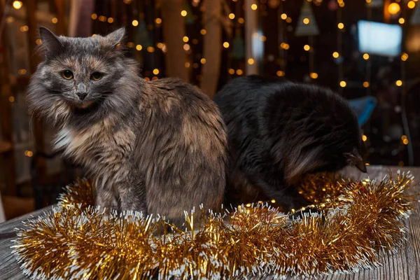 Świąteczny kot. Portret w paski kotek z lampkami świątecznymi girlanda na uroczystym czerwonym tle. — Zdjęcie stockowe