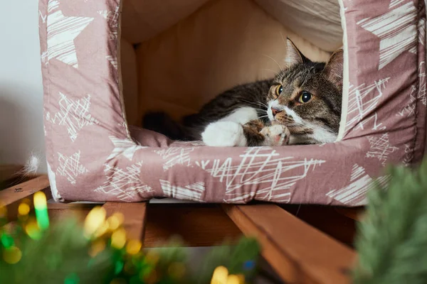 Noel kedisi. Noel ışıklarıyla çizgili portre çizgili kedi yavrusu. Kırmızı arka planda çelenk.. — Stok fotoğraf