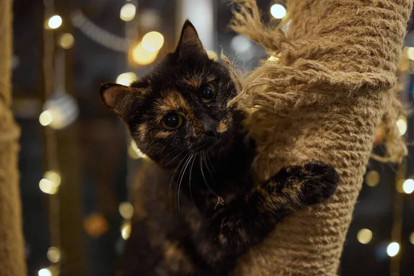 Cute Little Tabby Kitten pochylony zadowolony się przed zarysowaniem nowego postu liny patrząc na aparat z ciekawym wyrazem. — Zdjęcie stockowe