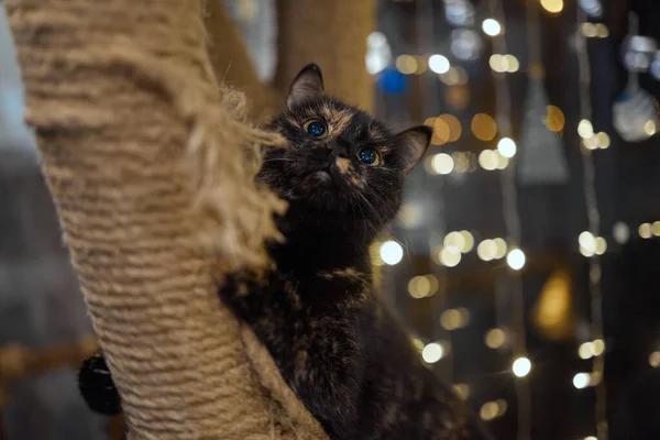 Cute Little Tabby Kitten pochylony zadowolony się przed zarysowaniem nowego postu liny patrząc na aparat z ciekawym wyrazem. — Zdjęcie stockowe