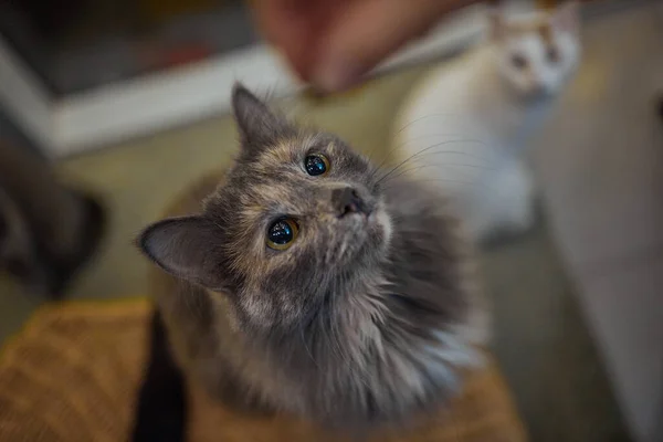 Chat debout sur ses pattes arrière, demande de la nourriture . — Photo