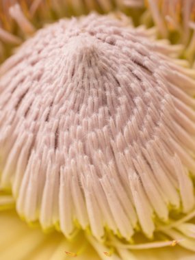 Çok sayıda farklı çiçek jölesiyle yakın plan renkli bahar çiçeği..