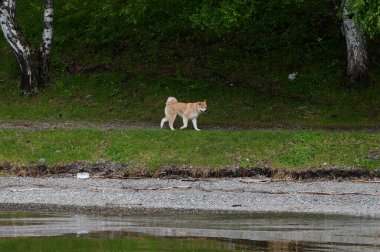 Küçük bir gölün kıyısında duran tüylü kuyruklu şirin bir shiba inu köpeği..