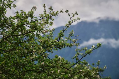 Bulanık doğal arka planda çiçek açan elma ağacı. Seçici odak.