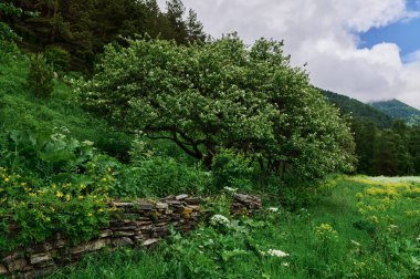 Yüksek ormanlık yeşil dağlar, kıvrımlı nehir, kayalık taban, köprü, mavi gökyüzü ve pembe bulutlar. Batı Gumista Nehri Abhazya.