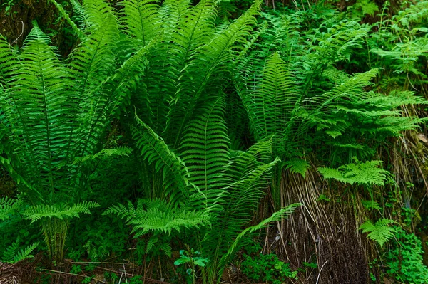 Green fern or fern-leaved corydalis Common ostrich. — стоковое фото
