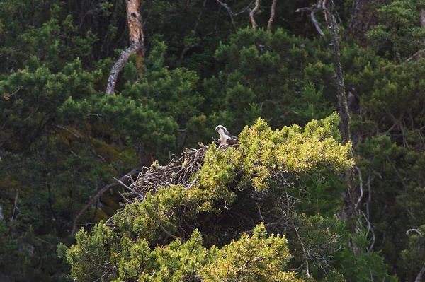 Juniperus high Juniperus excelsa is a coniferous plant of the genus Juniper cypress family. — Stock fotografie