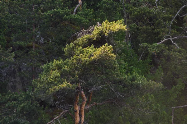 Juniperus high Juniperus excelsa es una planta conífera del género Juniperus cypress. —  Fotos de Stock
