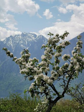 Elma ağaçları Olgunlaşmış elma ağaçları.