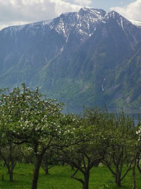 Elma ağaçları Olgunlaşmış elma ağaçları.