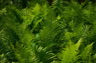 Güzel eğreltiotu yaprakları yeşil yapraklar. Güneş ışığında doğal çiçek eğreltiotu arka planı..