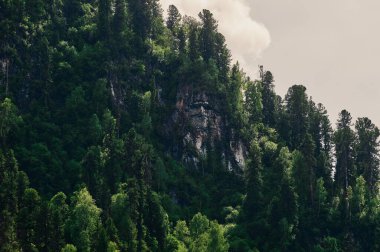 Bir ormandaki sağlıklı yeşil ağaçlar eski Ladin, köknar ve çam. Ladin ağaçlarının iğne yapraklı orman sisin içinde Hill'e güneş doğarken aşağı..
