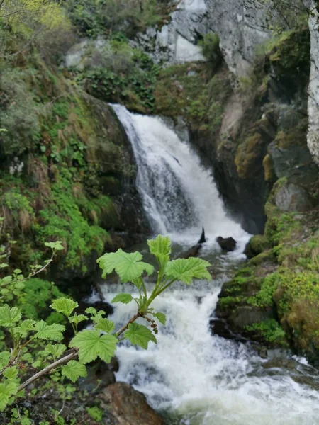 Moss, water, brook, leaves, stones, nature, waterfall, landscape, mystery, tree, trunk, broken, bracken. — 스톡 사진