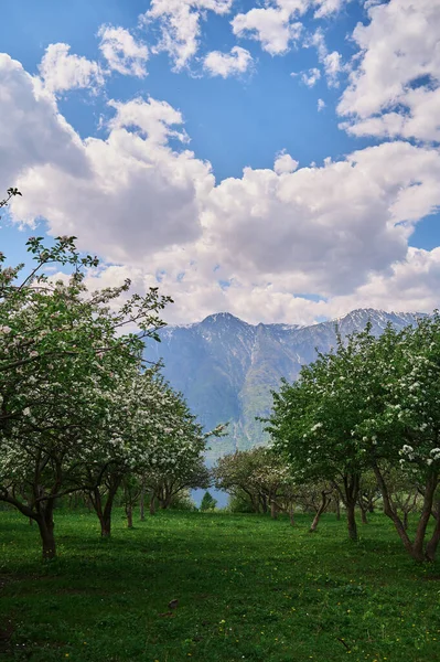 Apple trees A number of apple trees with ripening apples. — Foto de Stock