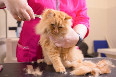 Evde beslenen hayvan güzellik salonunda damat kedi. Sihirbaz makası kesme kuyruk için kullanır..