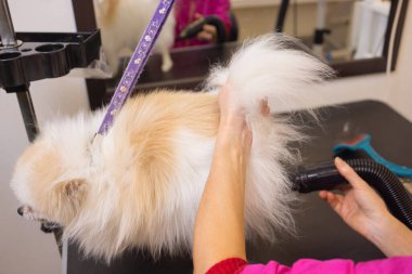 Köpek salonundaki Pomeranian spitz. Kadın elleri kuaförde saç kurutma makinesi kullanıyor..
