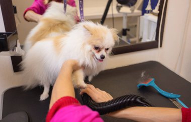 Köpek salonundaki Pomeranian spitz. Kadın elleri kuaförde saç kurutma makinesi kullanıyor..