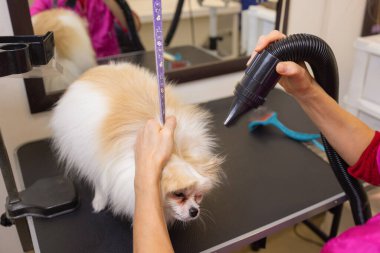 Köpek salonundaki Pomeranian spitz. Kadın elleri kuaförde saç kurutma makinesi kullanıyor..