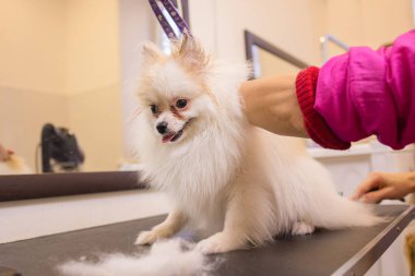 Alman tükürük hokkası Pomeranian köpek kürkünü tarayan kürkçü kadın eli, yakın plan. Arka planda yün, saç ve bakım malzemesi yığını var. Mevsimlik evcil hayvan derisi, köpek ve kedi bakımı kavramı.