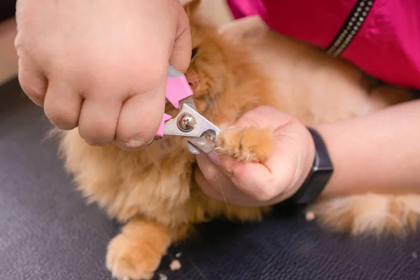 Кошки, получающие обрезку ногтей.. — стоковое фото