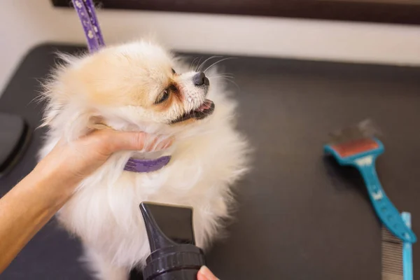 Spitz poméranien dans la salon.Female chien mains en utilisant sèche-cheveux sur chien mignon dans le salon. — Photo