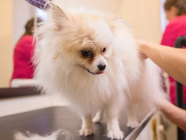 Female hand with furminator combing German spitz pomeranian dog fur, closeup. A pile of wool, hair and grooming tool in background. Concept of seasonal pet molting, dog and cat care at home.