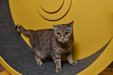 Egzersiz tekerinde koşan dumanlı kedi. eğitim aparatı.