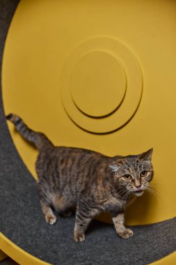 Egzersiz tekerinde koşan dumanlı kedi. eğitim aparatı.