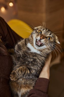 Sevimli tekir kedicik avrupalı kısa boylu kedi ellerinde.