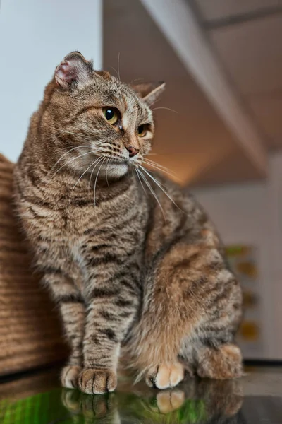 Primer plano de European Shorthair cat, 9 meses de edad . —  Fotos de Stock