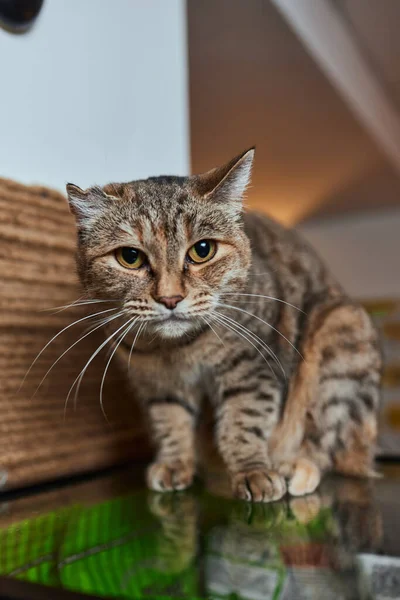 Close-up van Europese korthaar kat, 9 maanden oud. — Stockfoto