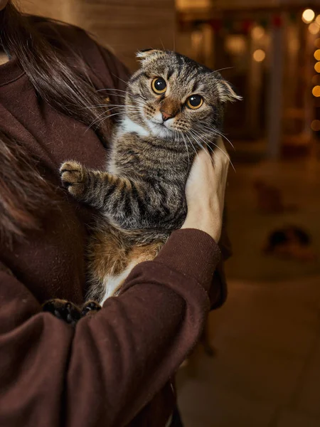 손에 쥐고 있는 귀여운 타비작은 고양이 유로 피. — 스톡 사진