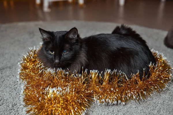 Black cat peeks out from behind a green tinsel of a New Year tree, New Years holiday. — 图库照片