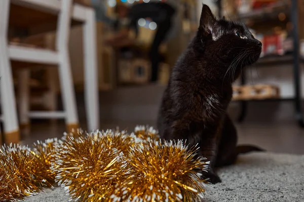 새 해의 휴일인 새해 나무의 푸른 색조 뒤에서 검은 고양이가 반짝이고 있습니다.. — 스톡 사진