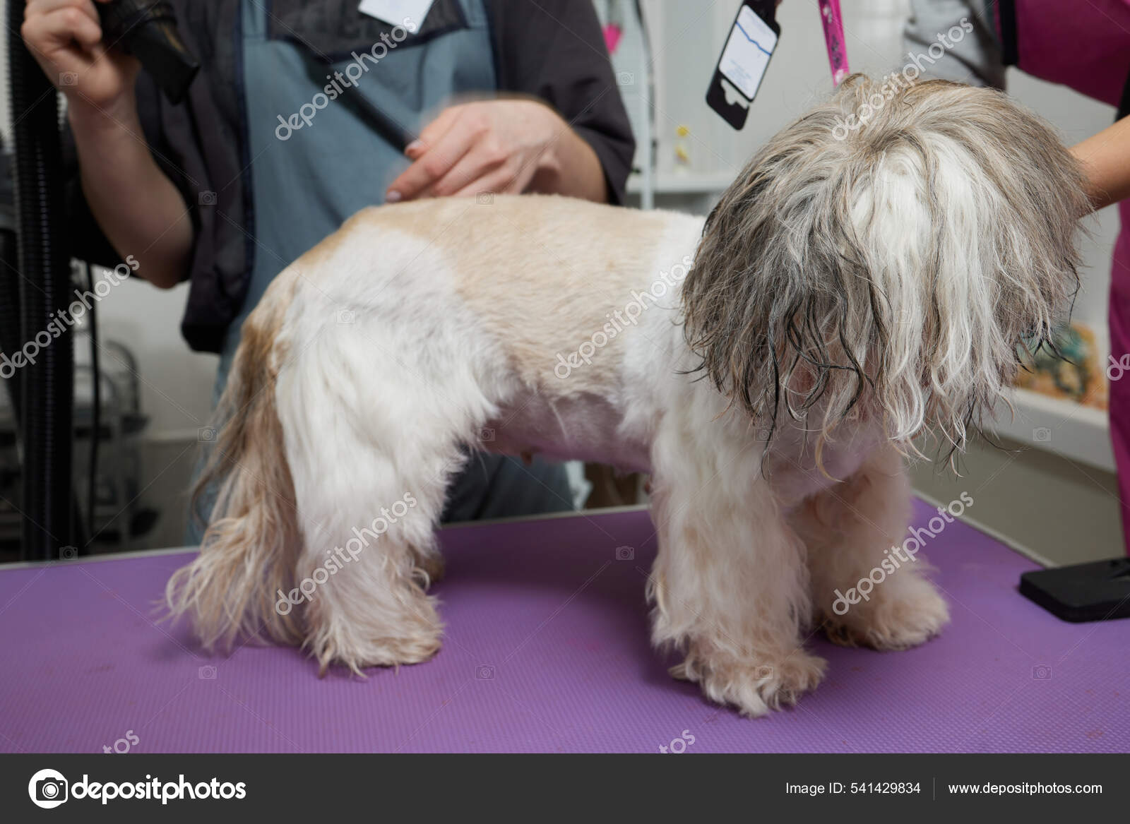 Adorable black and white cute Shih Tzu dog ear fly with the wind
