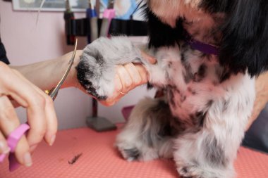 Female groomer brushing Shih Tzu at grooming salon.
