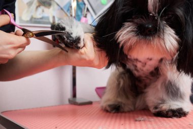 Shih Tzu 'yu kuaförde tarayan kadın kuaför..