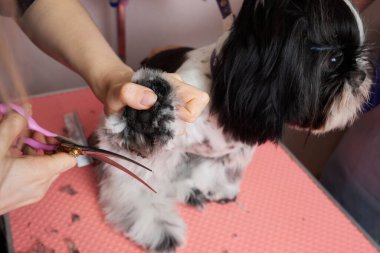 Female groomer brushing Shih Tzu at grooming salon.