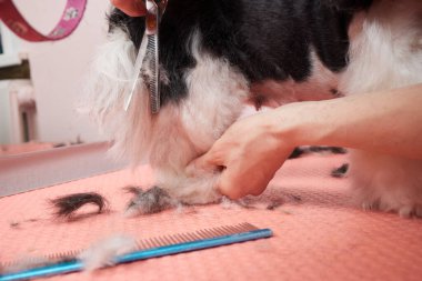 Shih Tzu 'yu kuaförde tarayan kadın kuaför..