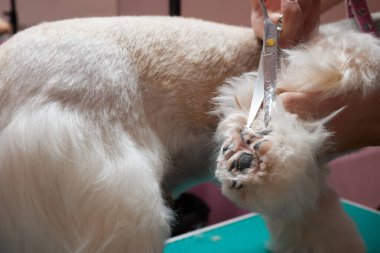 Female groomer brushing Shih Tzu at grooming salon.