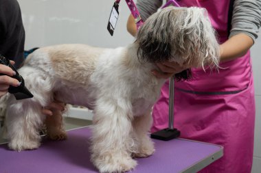 Female groomer brushing Shih Tzu at grooming salon.