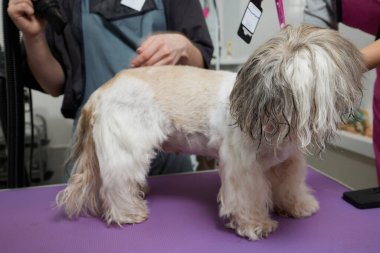 Adorable black and white cute Shih Tzu dog ear fly with the wind sitting at salon and using hair dryer after shower, clean, make dry hair and grooming pet with love concept.