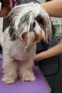 Adorable black and white cute Shih Tzu dog ear fly with the wind sitting at salon and using hair dryer after shower, clean, make dry hair and grooming pet with love concept.