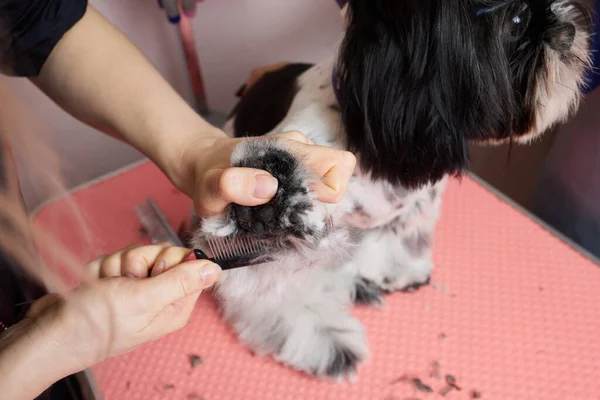 Female groomer brushing Shih Tzu at grooming salon. — стокове фото